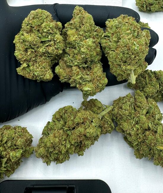 Amnesia Haze Premium cannabis buds